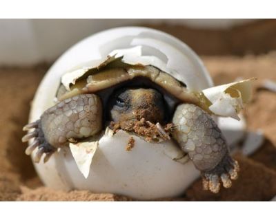 Rozmnožování suchozemských želv