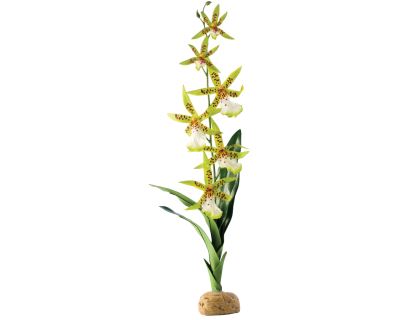 Rastlina EXO TERRA Spider Orchid