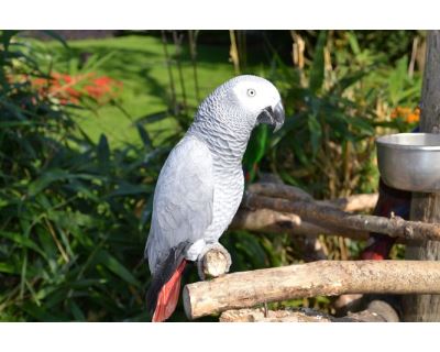 Šesť základných zložiek pre šťastný a zdravý život papagája