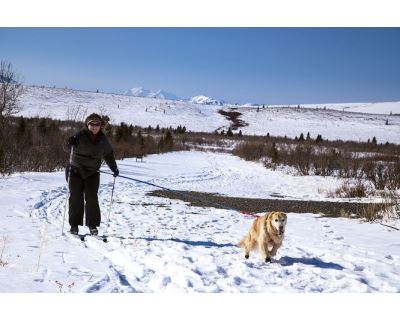 Skijoring - připravte se se psem na zimu