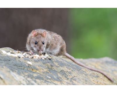 Prečo si zaobstarať myš alebo potkana ako domáce zvieratko?