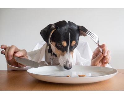 Nejčastější chyby psího stravování