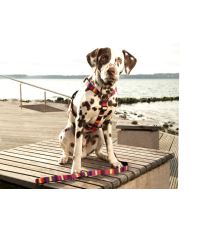 Max & Molly Postroj pro psa Summertime Velikost L