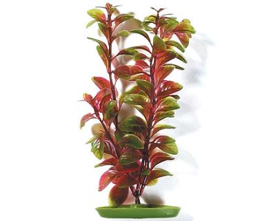 Rastlina MARINA Red Ludwigia 20 cm