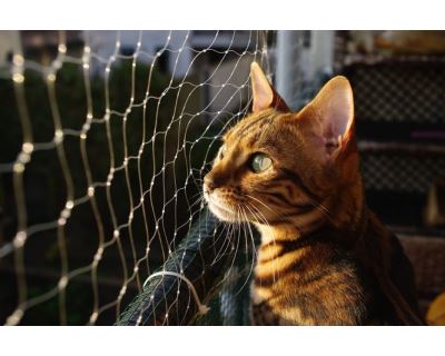 Ochranné siete do okien - aby boli mačky v bezpečí