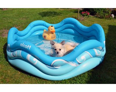 Alcott nafukovací bazén pro psy, modrý, 121,9 x 40,6 x 121,9 cm