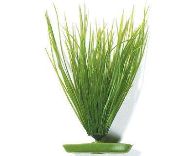 Rastlina MARINA Hairgrass 20 cm
