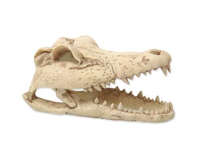 Dekorace REPTI PLANET Krokodýlí lebka 13,8 cm 1ks