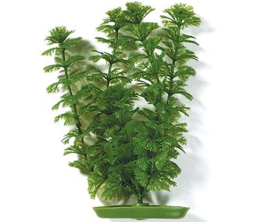 Rastlina MARINA Ambulia 20 cm