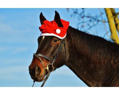Blíží se Vánoce - i u koní