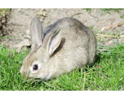 TOP 20 zajímavostí ze života zakrslých králíků