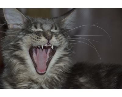 Jak u koček poznat potíže se zuby