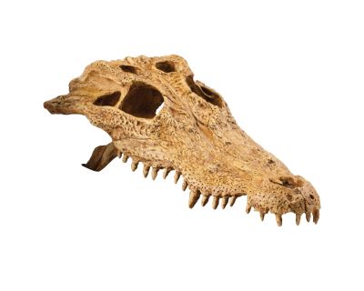 Dekorácie EXO TERRA krokodílej lebka