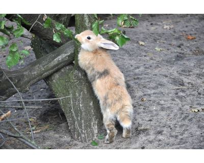 Zakrslý králík a sport