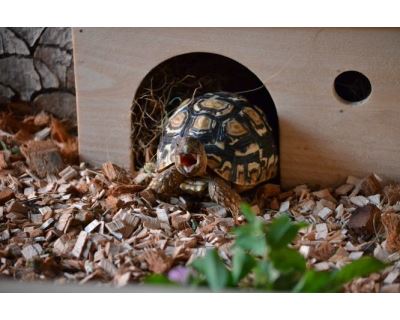 Chov suchozemské želvy - Bydlení a výbava