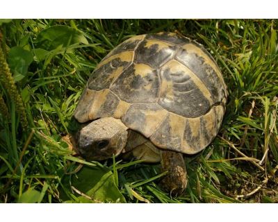 Venkovní výběh pro suchozemské želvy