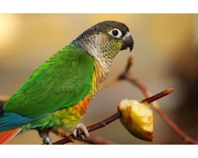 Zvýšenie imunity papagája