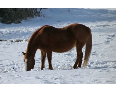 Starostlivosť o koňa v zime