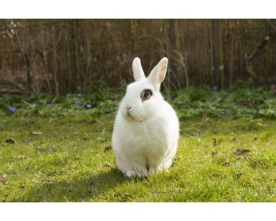 Máte doma králíka? Možná jste si pořídili zajíce v pytli!