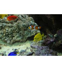 Slané akvárium