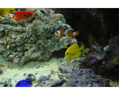 Slané akvárium